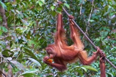 Borneo orangutan